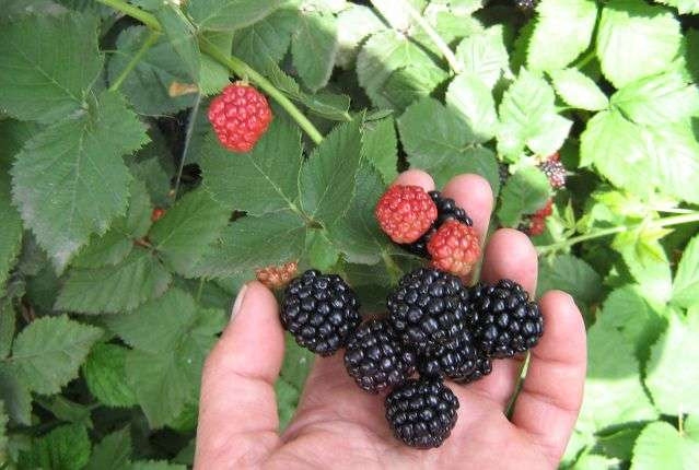 ежевика без шипов посадка и уход