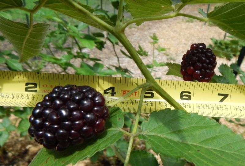 ежевика сорта описание фото