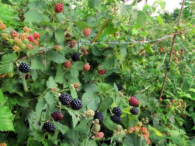 ежевика без шипов посадка и уход