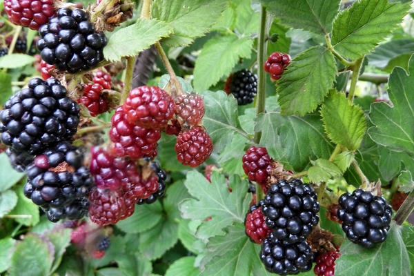 ежевика без шипов посадка и уход