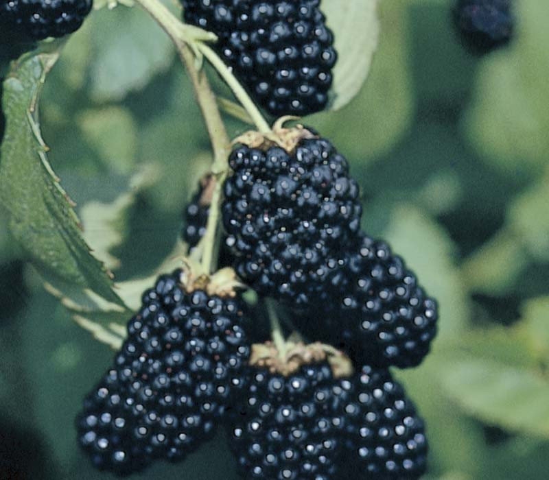 ежевика сорта описание фото