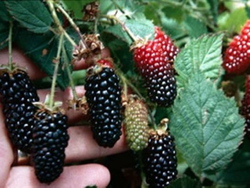 ежевика без шипов посадка и уход