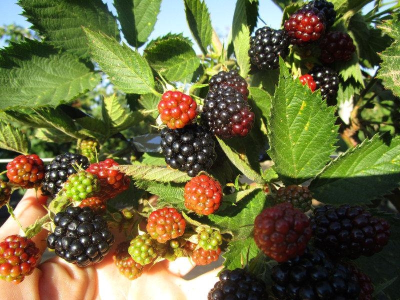 ежевика сорта описание фото