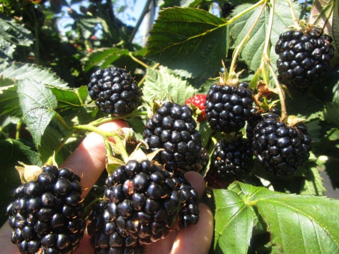 ежевика без шипов посадка и уход