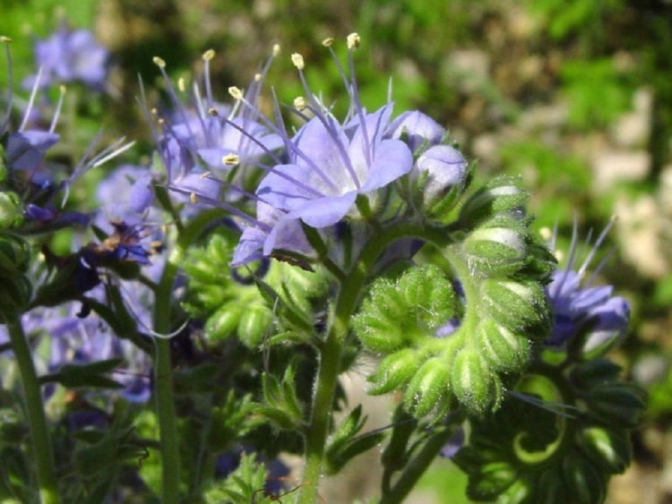 фацелия сидерат когда посеять