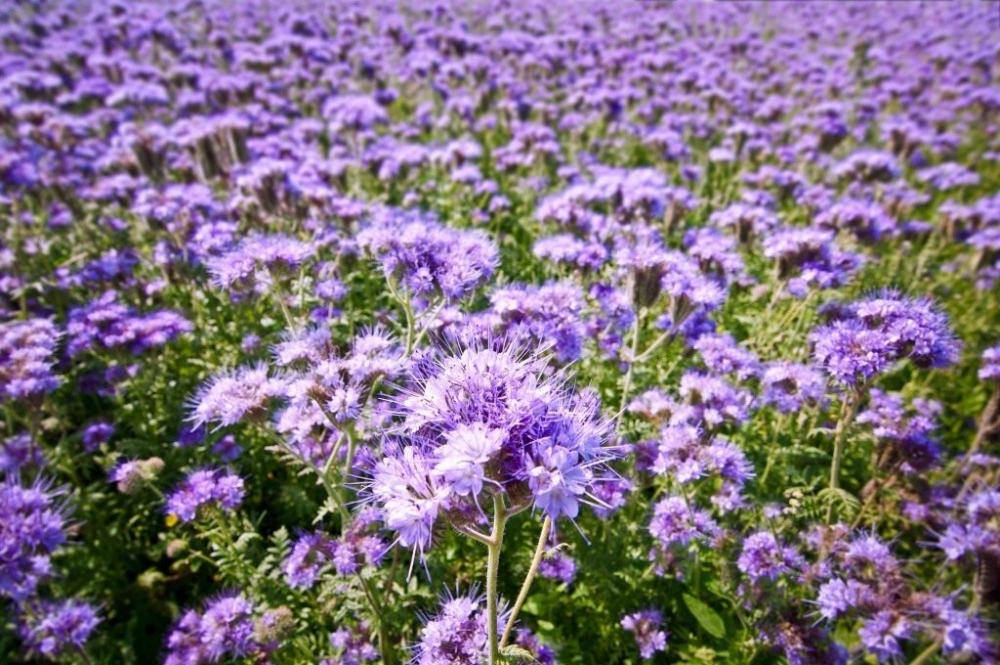 фацелия полезные свойства