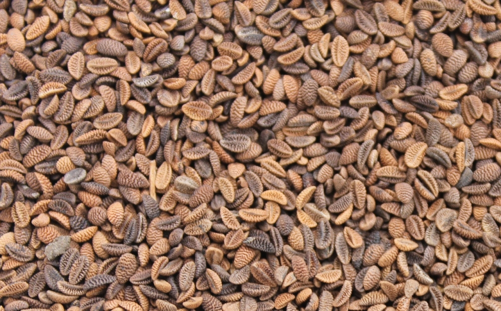 фацелия как сажать