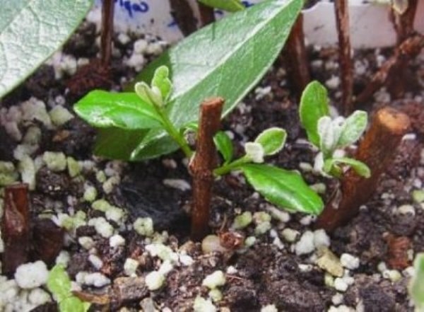 как посадить фейхоа