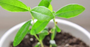 Фейхоа выращивание