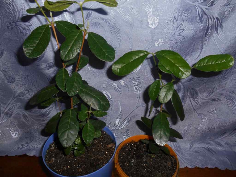 фейхоа из семян дома