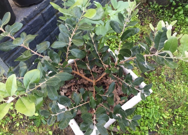 фейхоа выращивание в открытом грунте