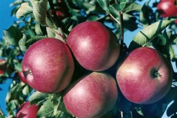 сорт яблок флорина фото описание