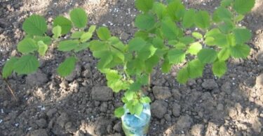 Выращивание фундука из ореха в домашних условиях