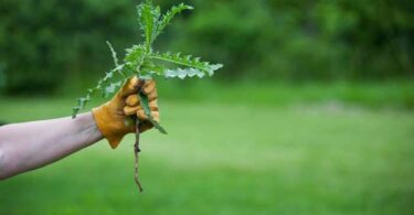 Средство от сорняков