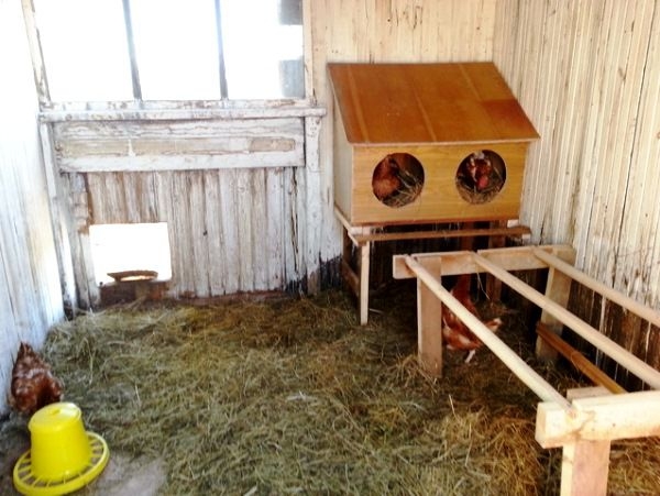 размер гнезда для кур