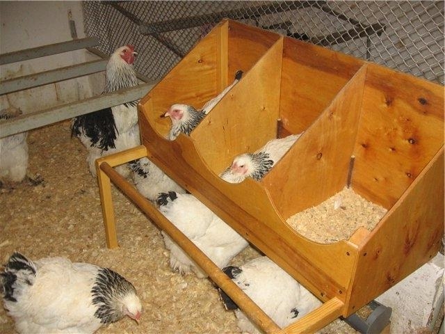 гнездо для кур несушек своими руками чертежи
