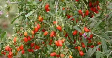 Годжи выращивание