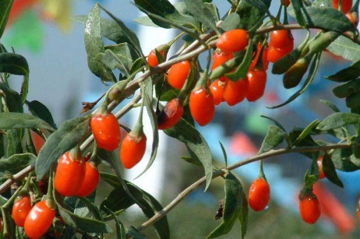 семена годжи