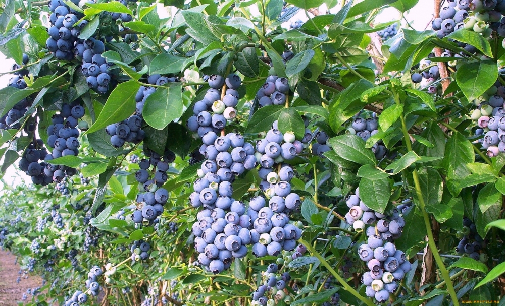 как вырастить голубику на садовом участке