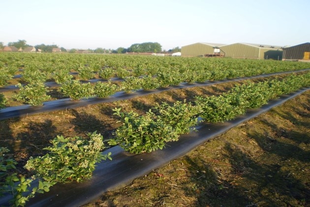 размножение голубики черенками