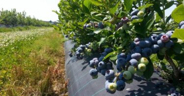 Посадка голубики осенью