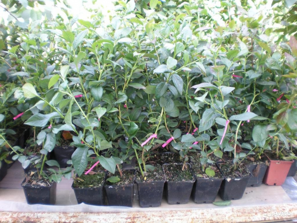 голубика посадка и уход