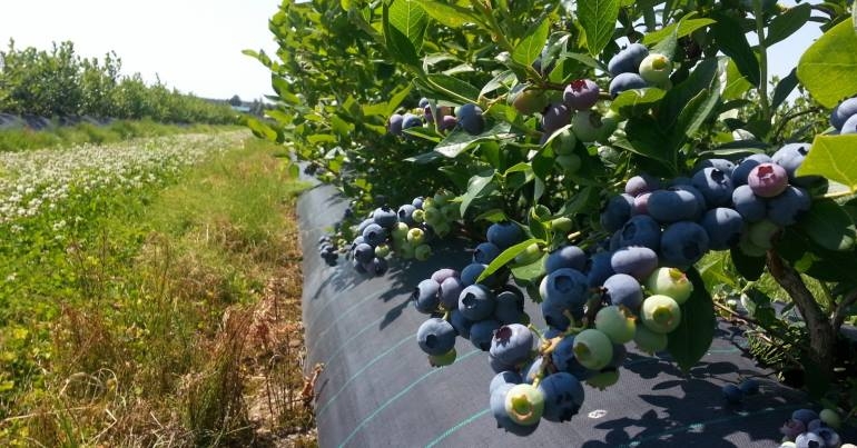 размножение голубики садовой