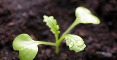 Горчица, как удобрение