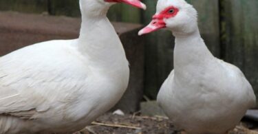 отличить селезня от утки