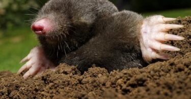 Борьба с кротами на дачном участке