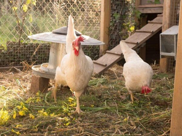 вывести крыс из сарая народными средствами