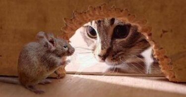 вывести крыс из сарая