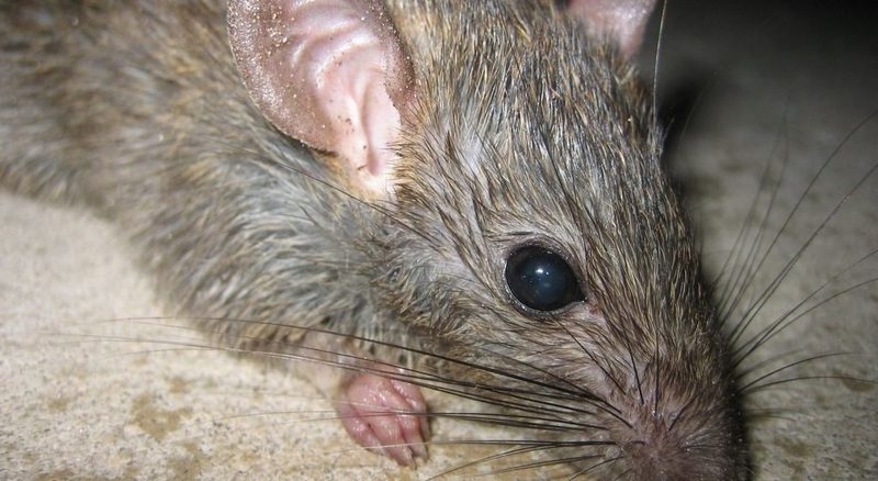 крысы воруют яйца