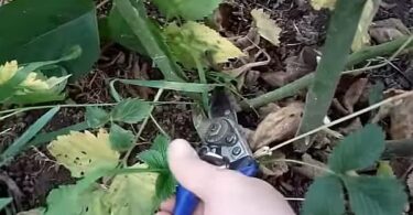 Обрезка ежевики осенью