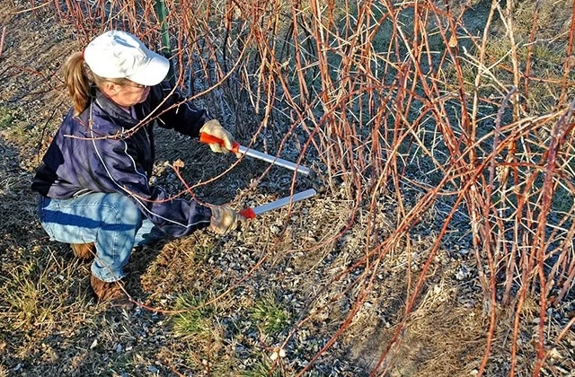 обрезка ежевики осенью для начинающих