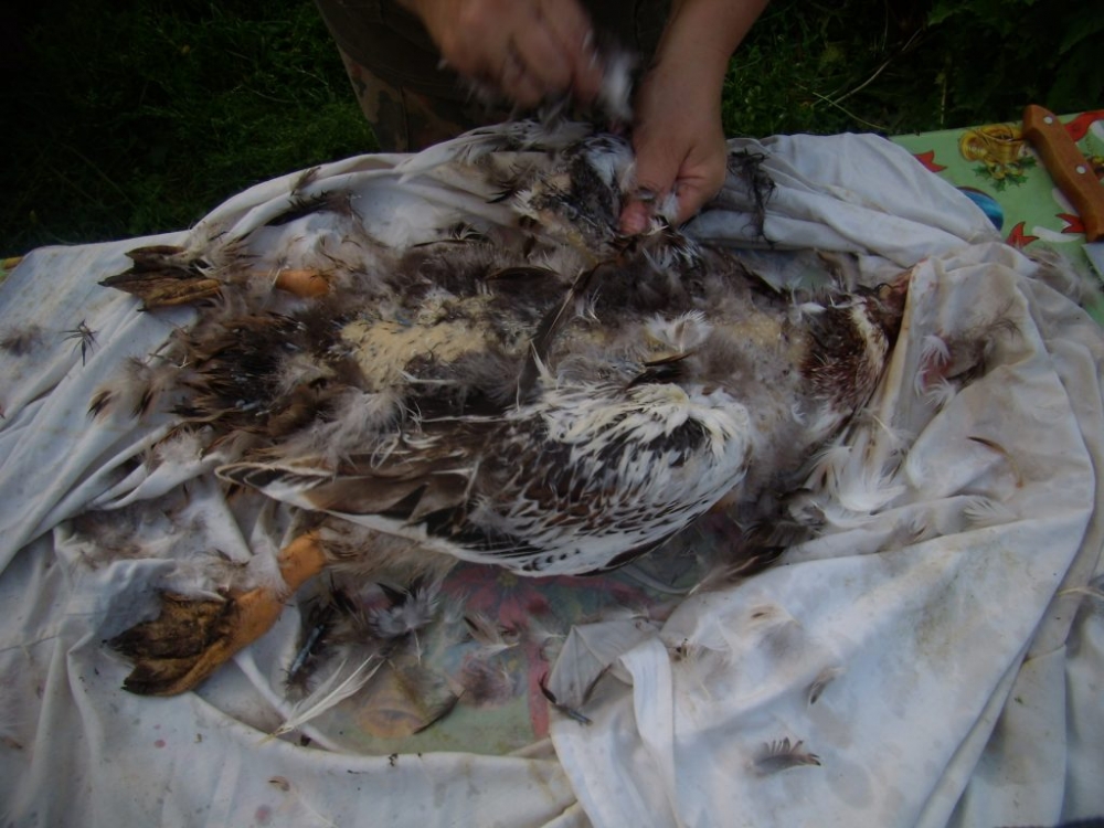 Быстро ощипать утку