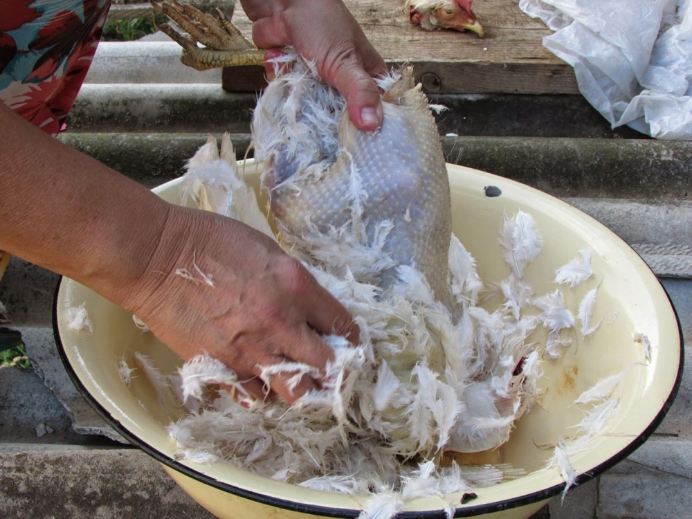 Как ощипать утку