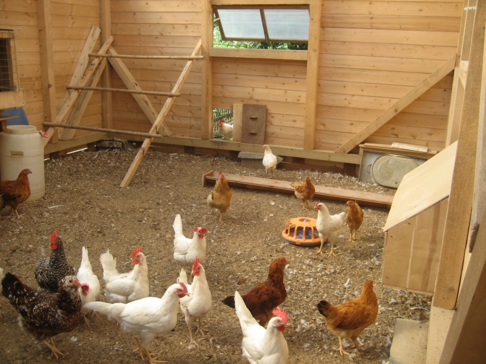 теплый курятник своими руками