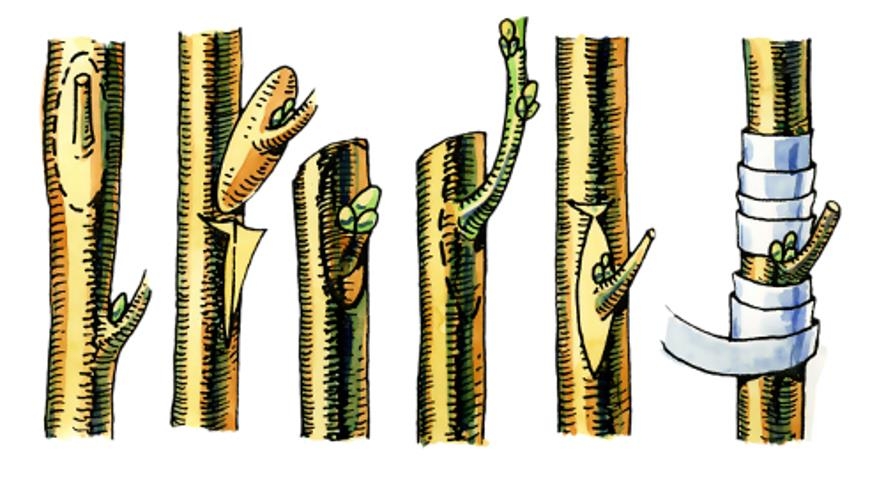 прививка плодовых деревьев осенью