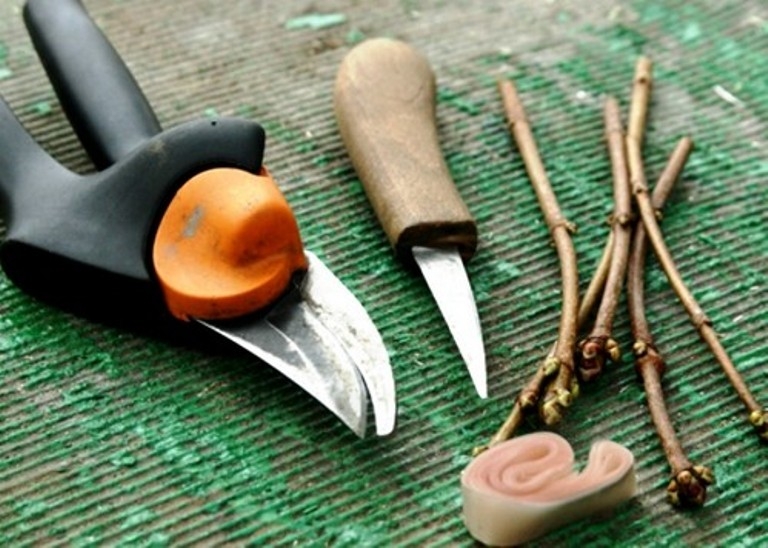 прививка плодовых деревьев осенью