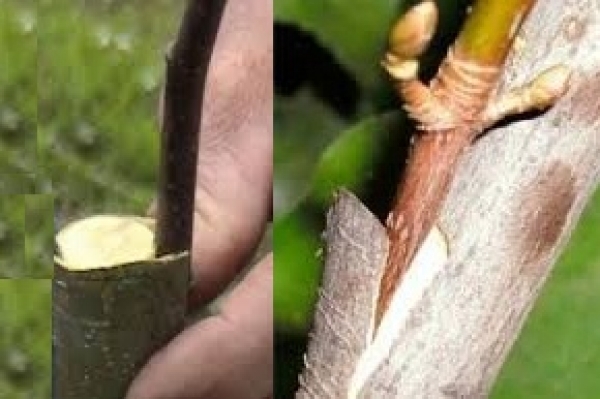 как привить яблоню осенью на старое дерево