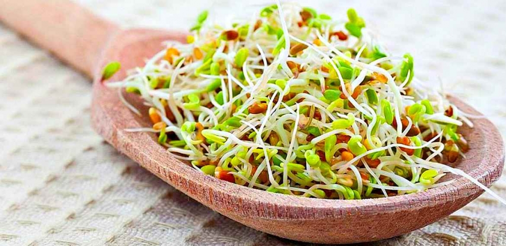 проростки пшеницы как проращивать и сколько употреблять