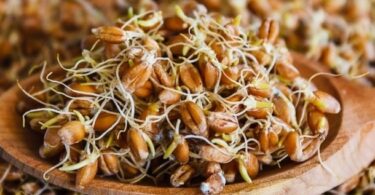 Проростки пшеницы