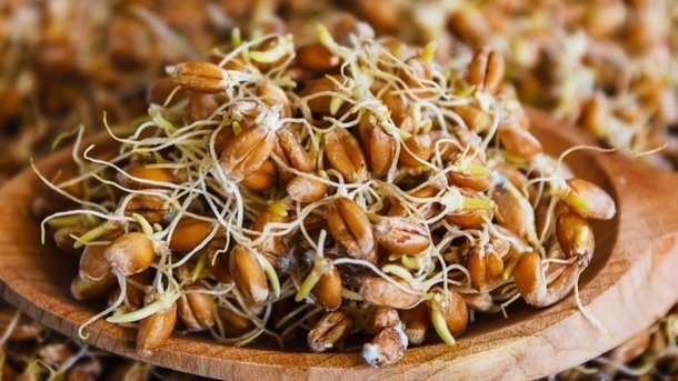 проростки пшеницы как проращивать и сколько употреблять