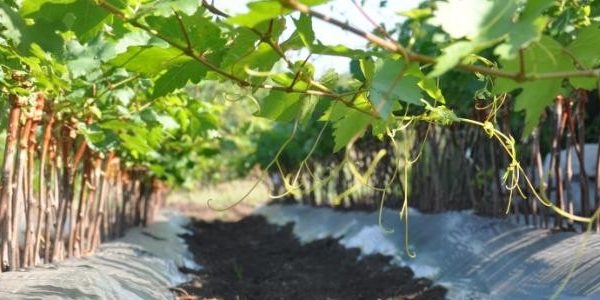 размножение винограда черенками осенью сразу в грунт