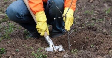 Черешня посадка