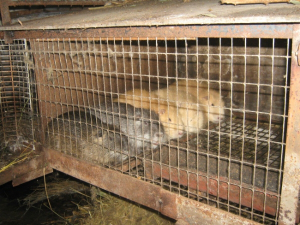 клетки для нутрий своими руками