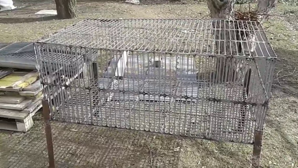 клетки для нутрий фото описание как сделать