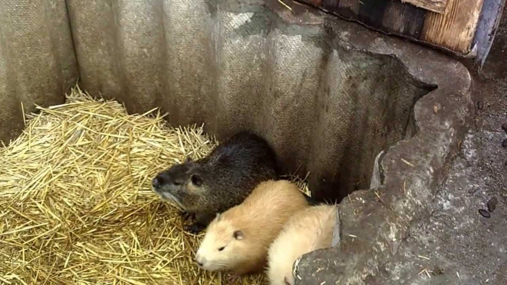 клетки для нутрий своими руками