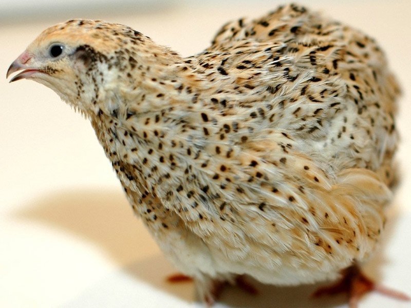 Сколько живут перепелки